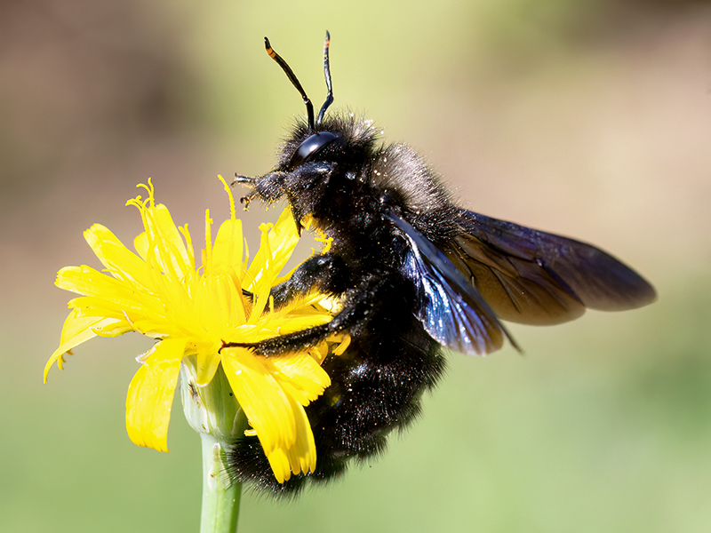 Xylocopa violacea (Männchen)