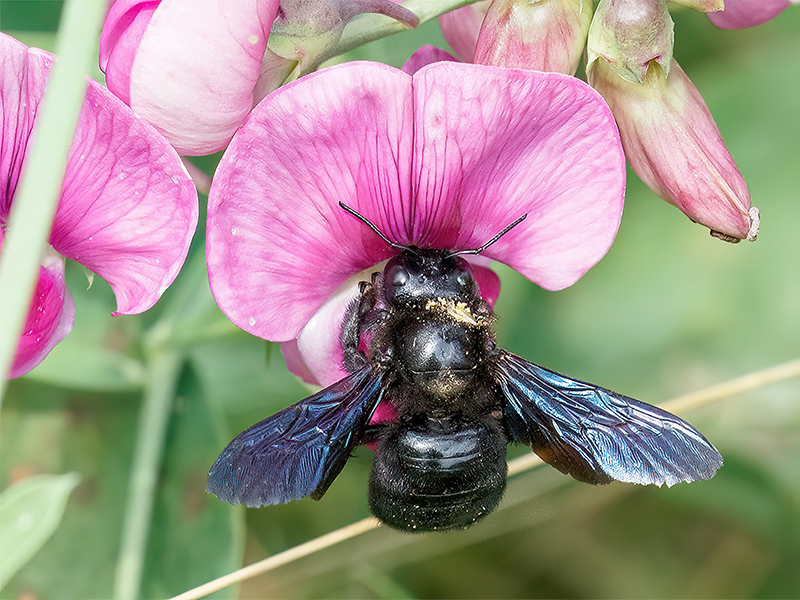 Xylocopa violacea (Weibchen)