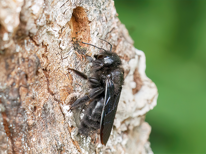 Xylocopa violacea (Weibchen)