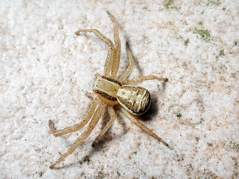 Xysticus ulmi