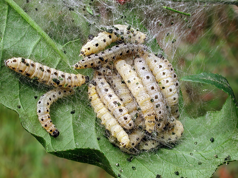 Yponomeuta cagnagella (Raupen)