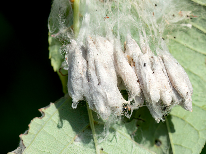 Yponomeuta evonymella (Kokons)