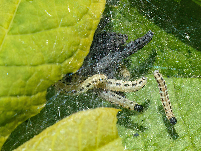 Yponomeuta evonymella (Raupen)