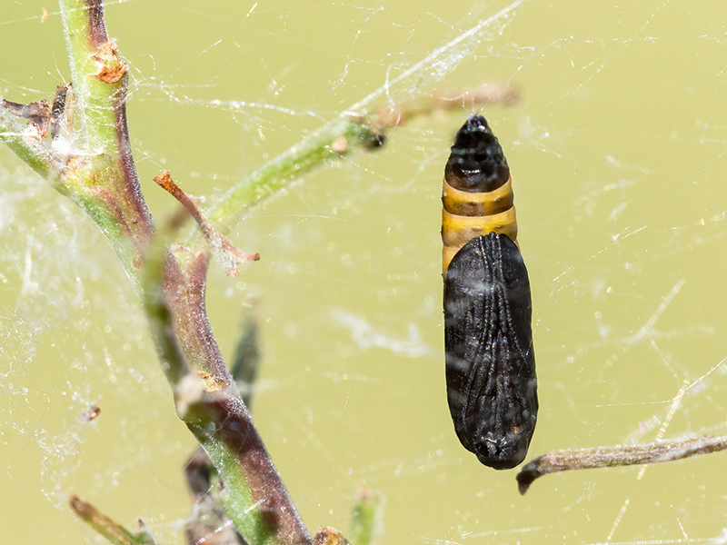 Yponomeuta padella (Puppe)