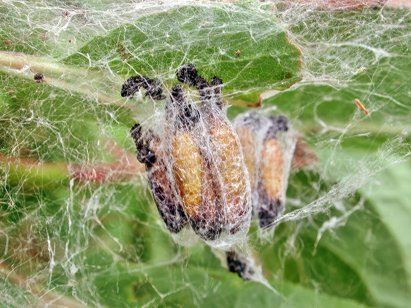 Yponomeuta padella (Puppen)