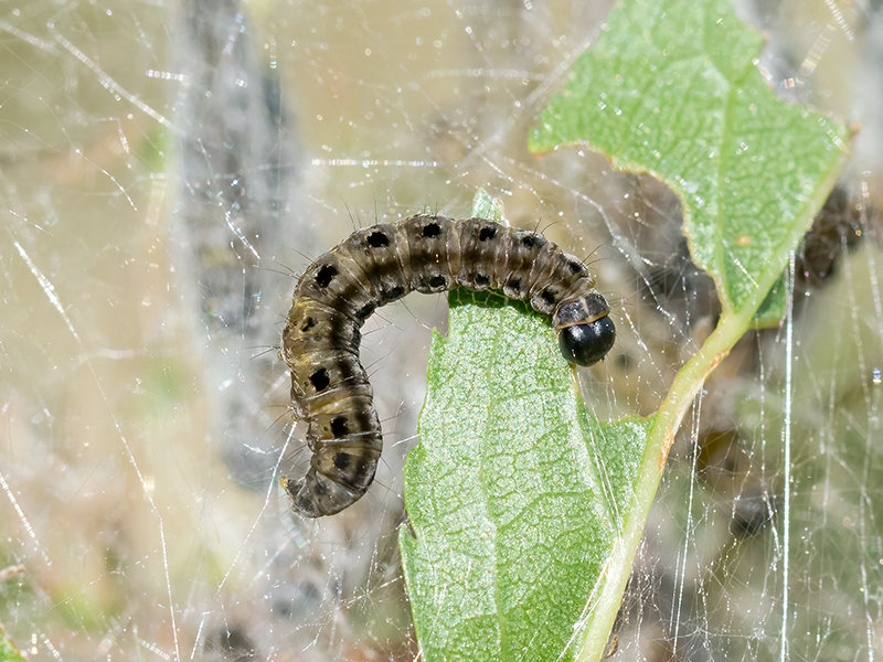 Yponomeuta padella (Raupe)