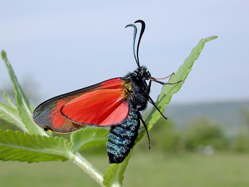 Zygaena filipendulae