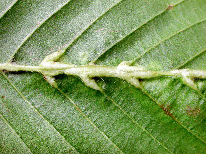 Zygiobia carpini