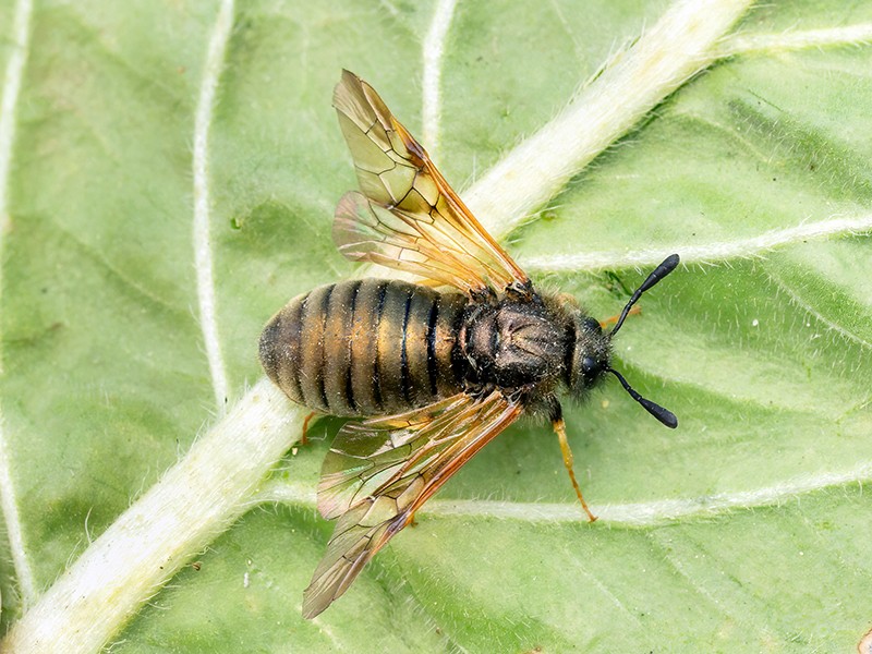 Abia lonicerae complex