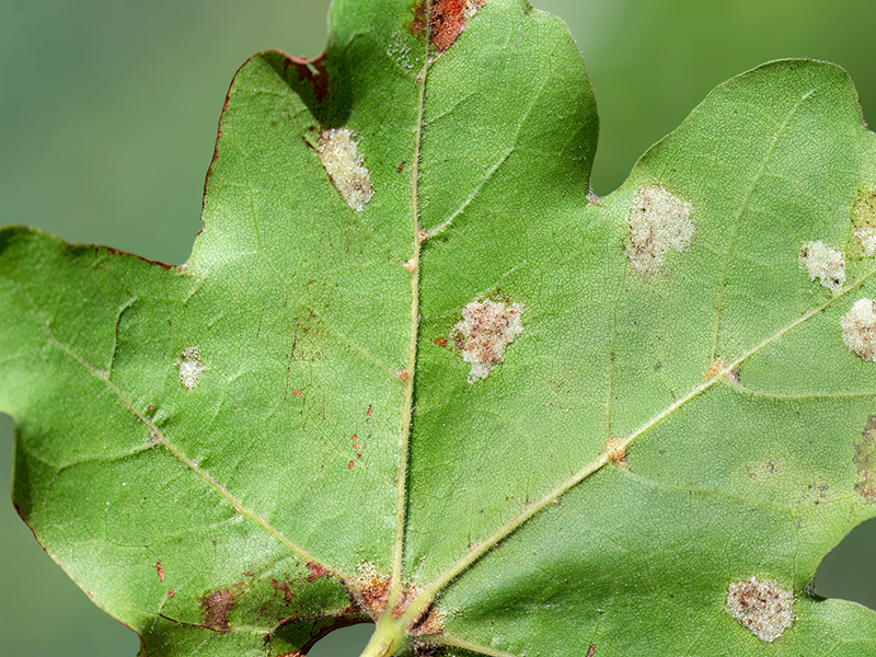 Aceria macrocheluserinea agg.
