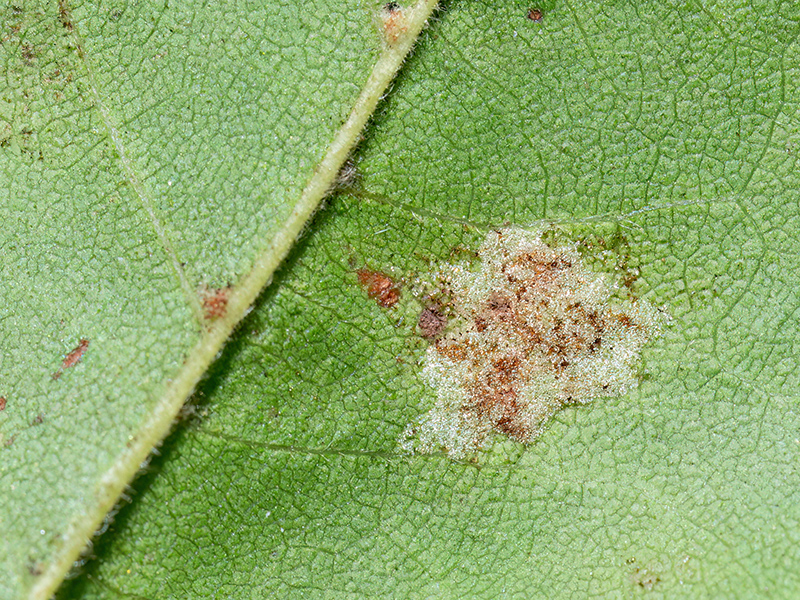 Aceria macrocheluserinea agg.