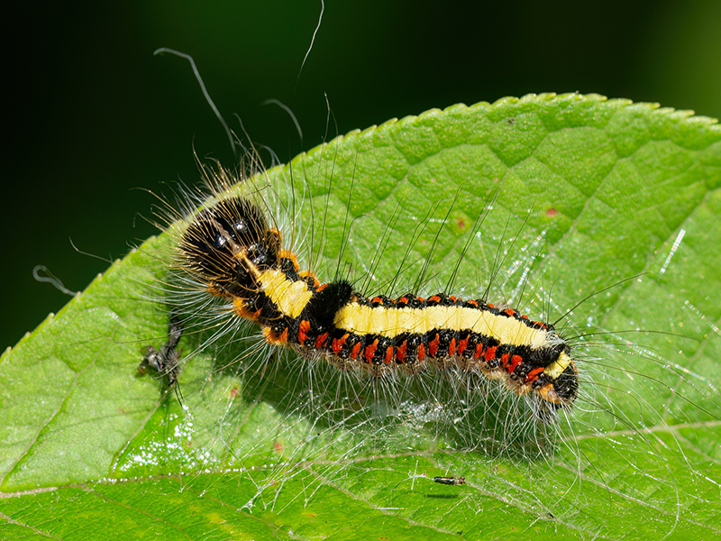 Acronicta psi (jüngere Raupe)