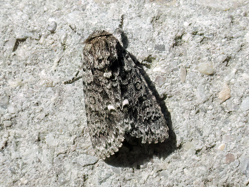 Acronicta rumicis