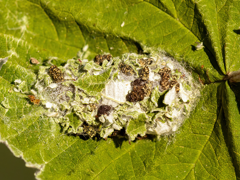Acronicta rumicis (Kokon)