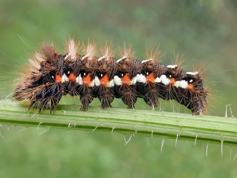 Acronicta rumicis (Raupe)