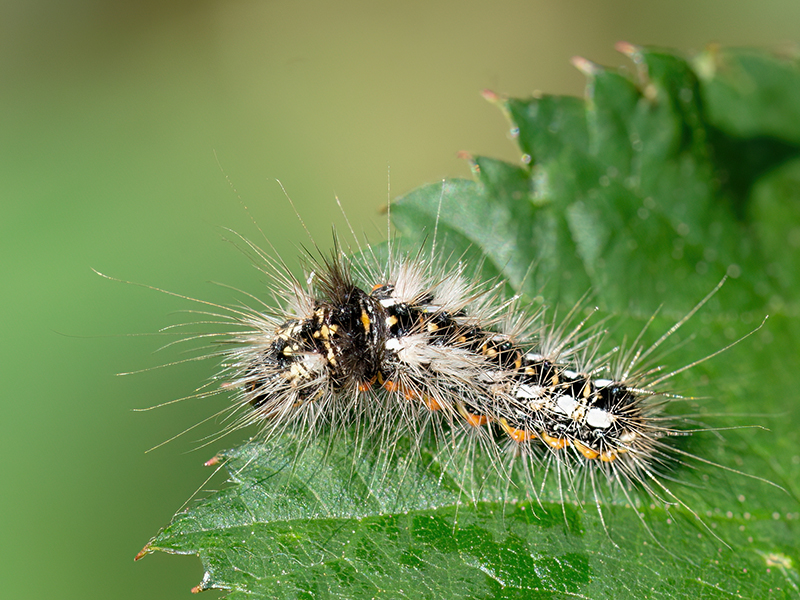 Acronicta rumicis (Raupe)