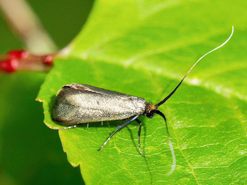 Adela reaumurella (Weibchen)