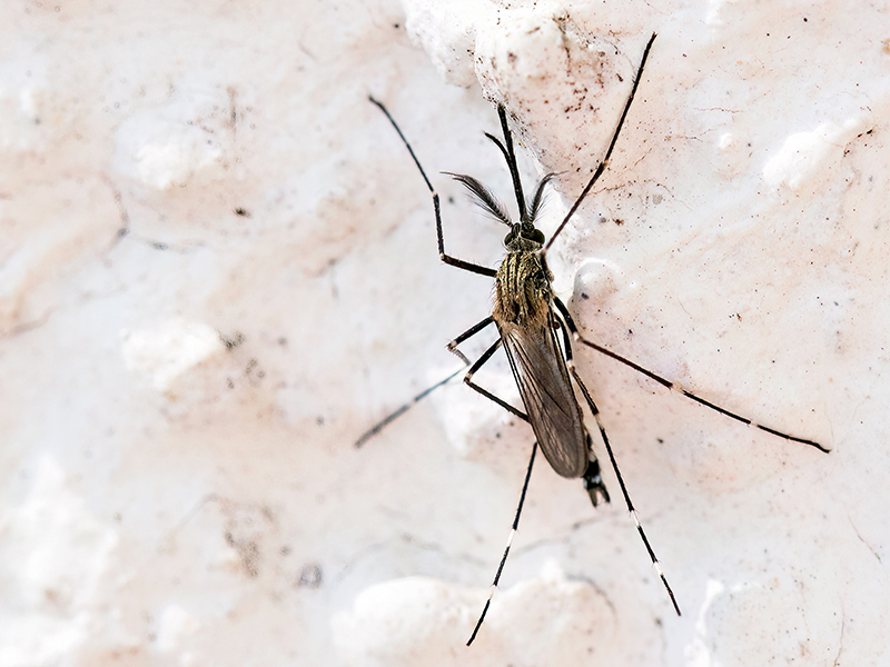 Aedes japonicus (Männchen)