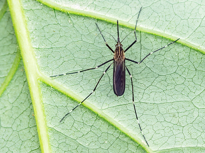 Aedes japonicus (Weibchen)