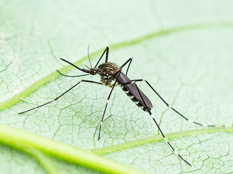 Aedes japonicus (Weibchen)