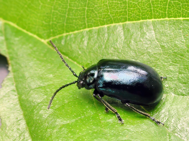 Agelastica alni