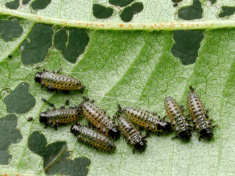 Agelastica alni (Larve)