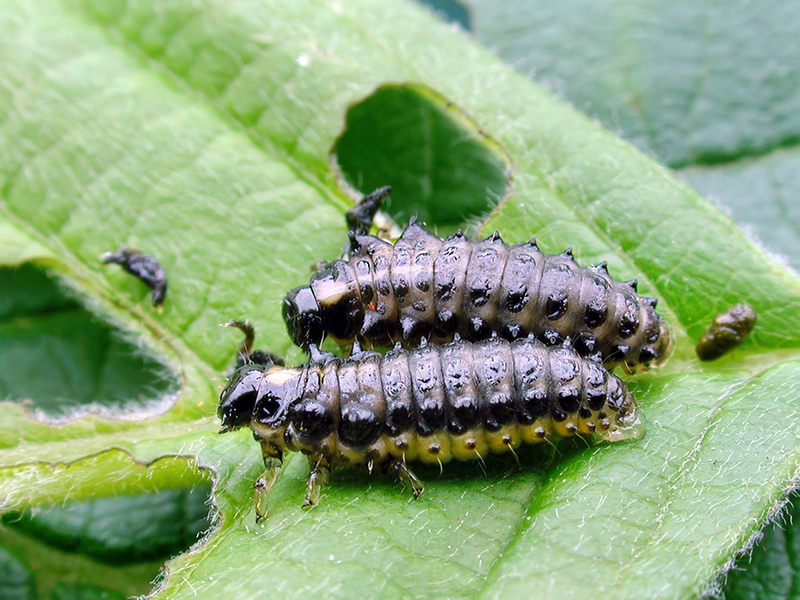 Agelastica alni (Larven)