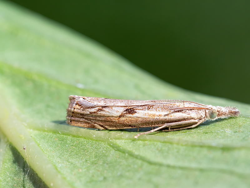 Agriphila geniculea