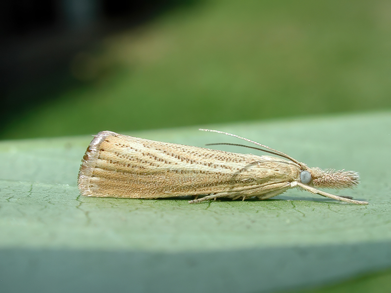 Agriphila straminella