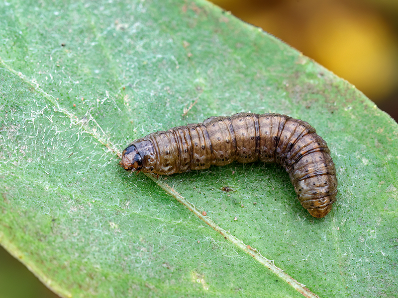 Agrotis segetum (Raupe)