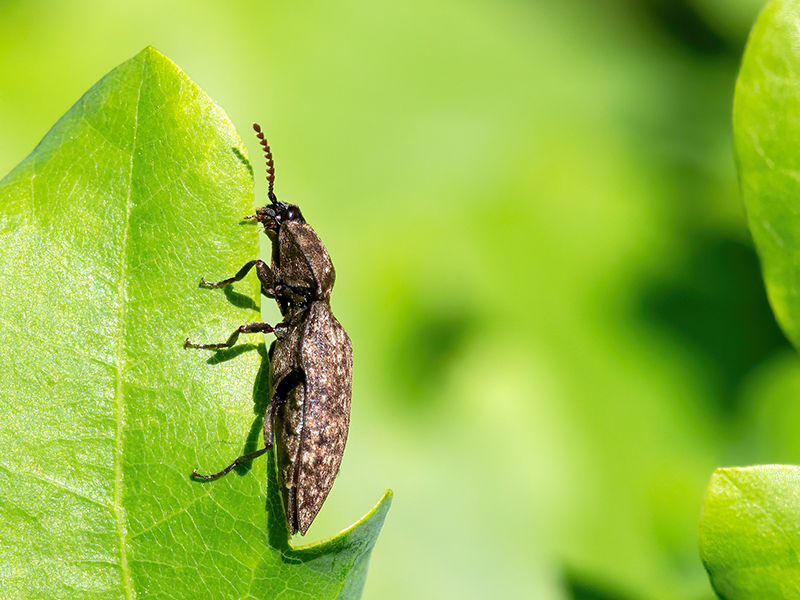 Agrypnus murinus