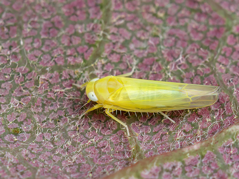 Alebra wahlbergi forma pallescens