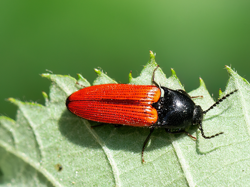 Ampedus sanguineus