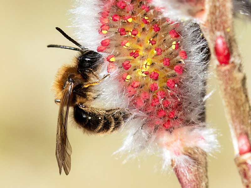 Andrena bicolor (Männchen - Frühjahrsgeneration)