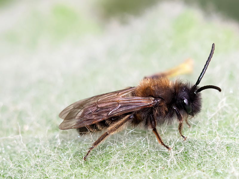 Andrena bicolor (Männchen - Frühjahrsgeneration)