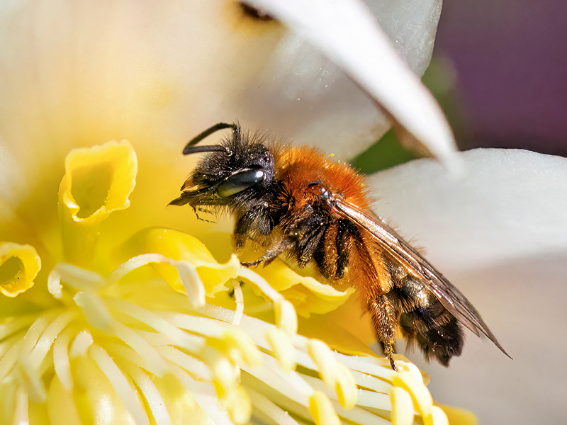 Andrena bicolor (Weibchen - Frühjahrsgeneration)