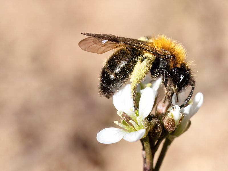 Andrena bicolor (Weibchen - Frühjahrsgeneration)