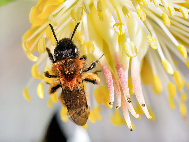Andrena bicolor (Weibchen - Frühjahrsgeneration)