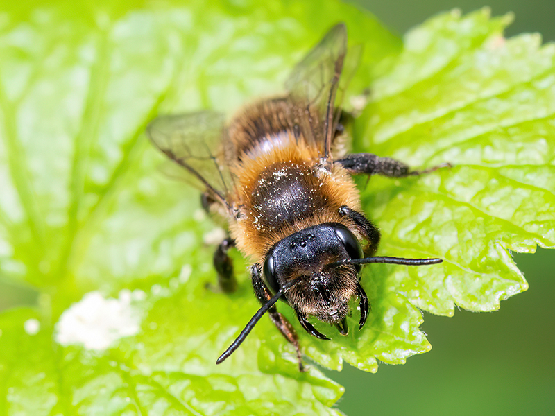 Andrena carantonica