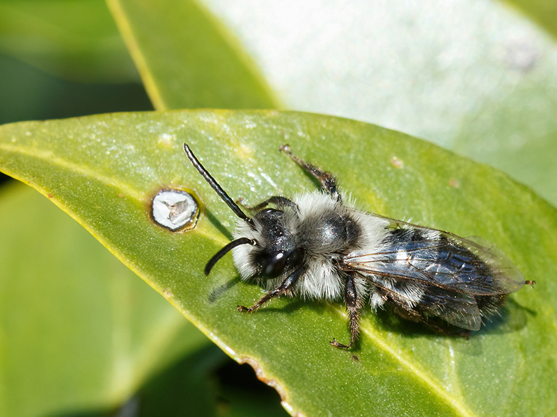 Andrena cineraria (Männchen)