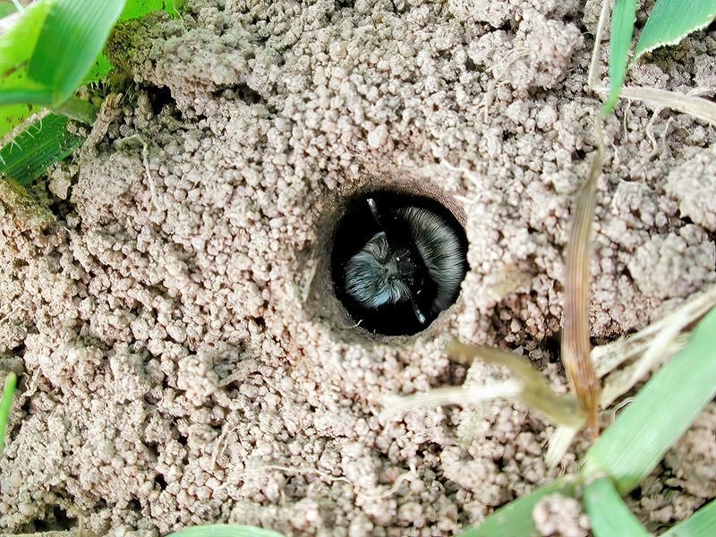 Andrena cineraria (Nesteingang)
