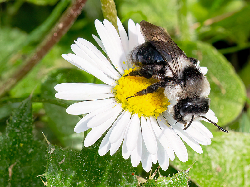 Andrena cineraria (Weibchen)