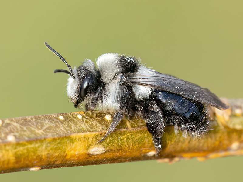 Andrena cineraria (Weibchen)