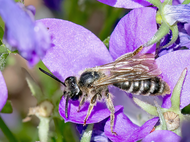 Andrena curvungula (Männchen)