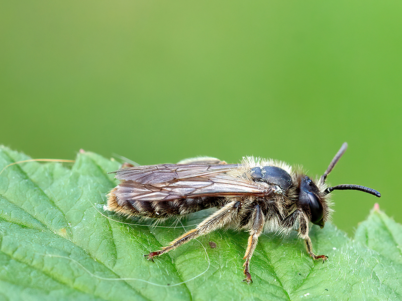Andrena curvungula (Männchen)