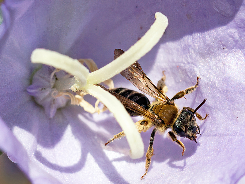 Andrena curvungula (Weibchen)