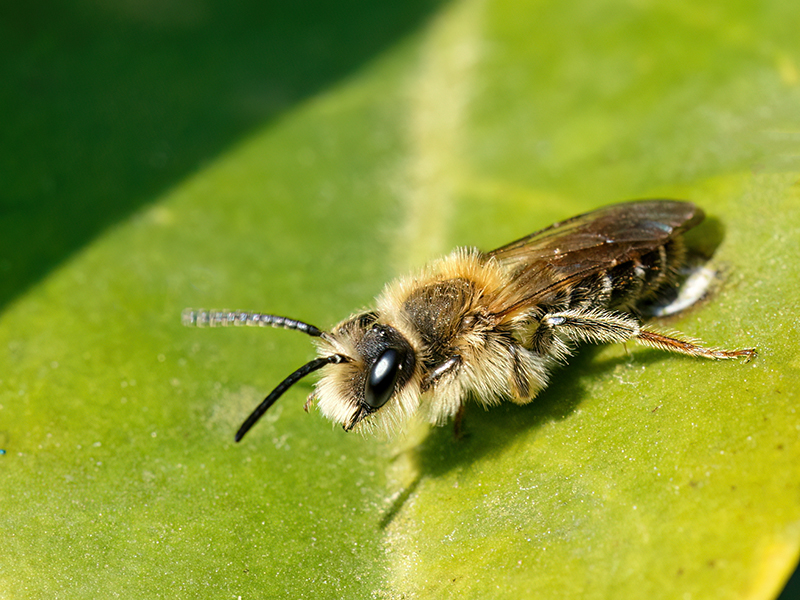 Andrena cf. dorsata (Männchen)