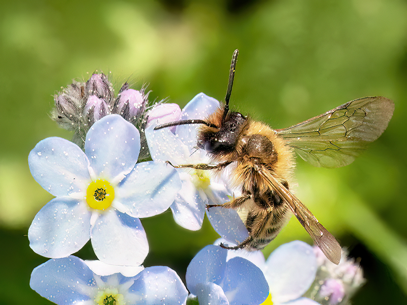 Andrena flavipes (Männchen)