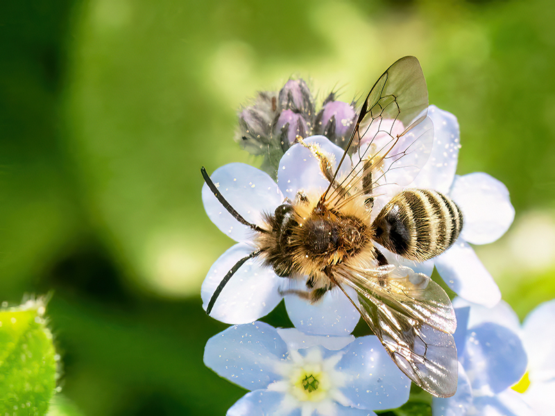 Andrena flavipes (Männchen)