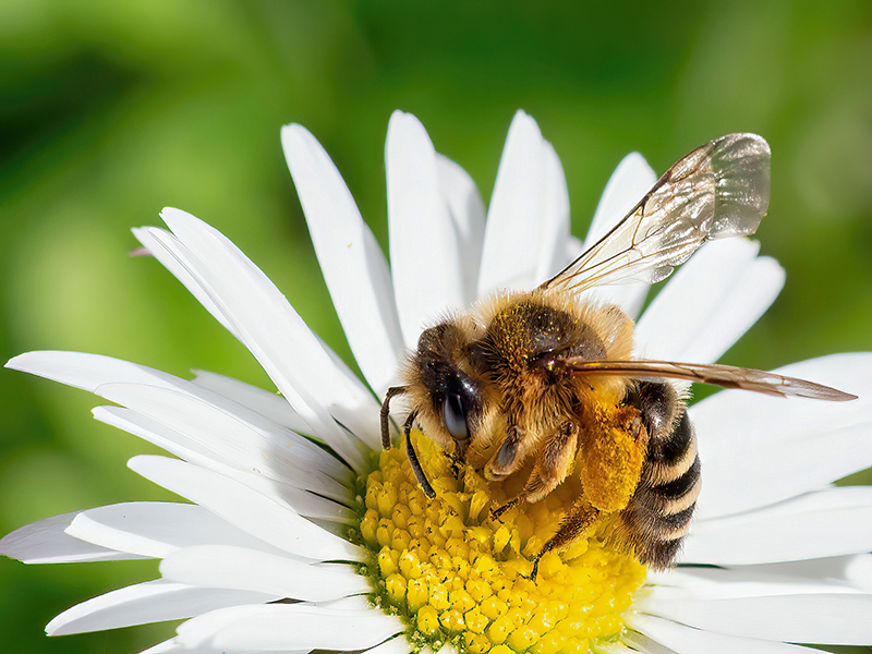 Andrena flavipes (Weibchen der Frühjahrsgeneration)